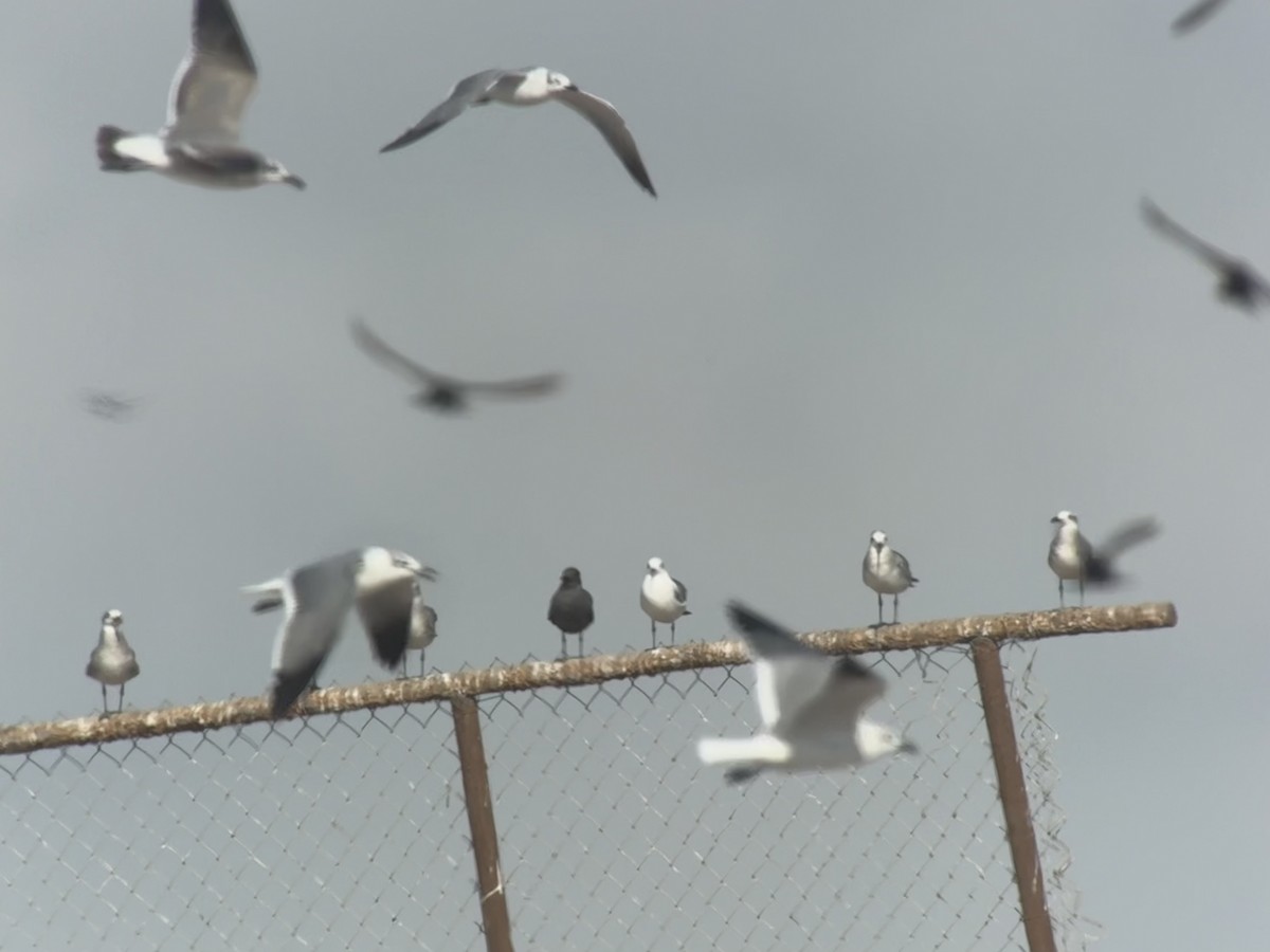 gull sp. - ML646870855