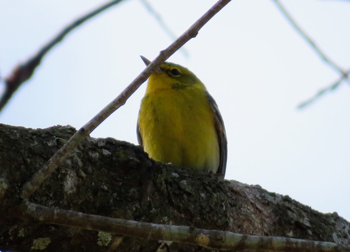 Pine Warbler - ML646870857