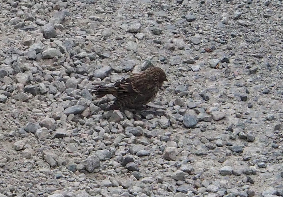 Tarin des pins - ML646870859