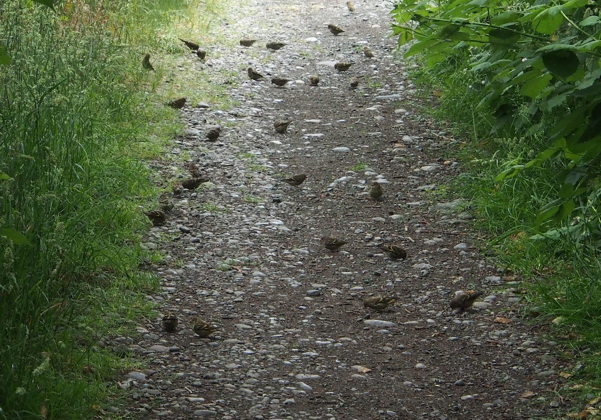 Pine Siskin - ML646870860