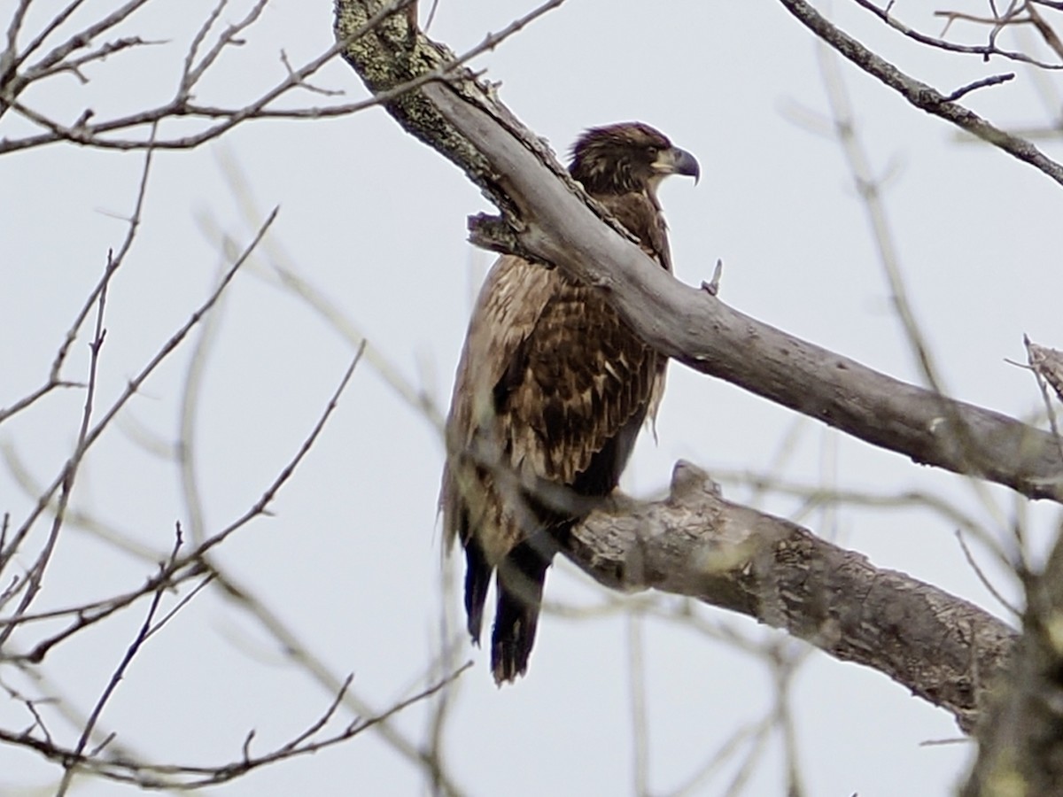 Bald Eagle - ML646870861