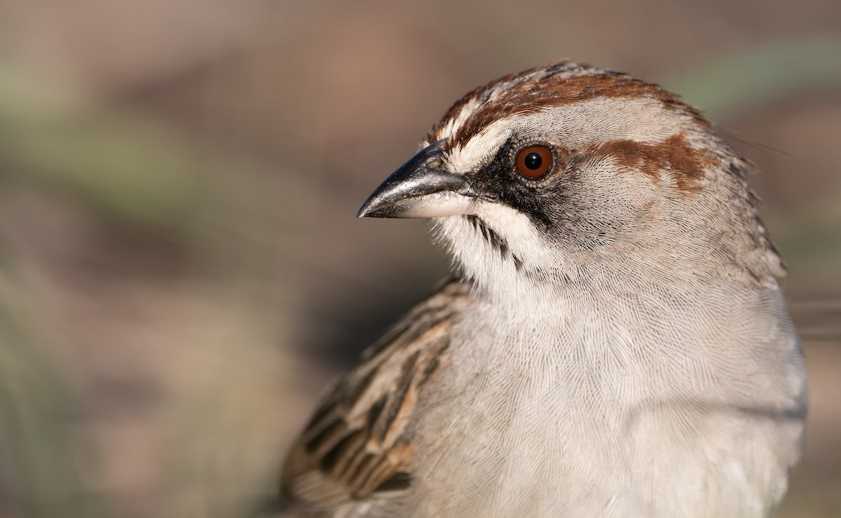 Yungas Sparrow - ML646870864