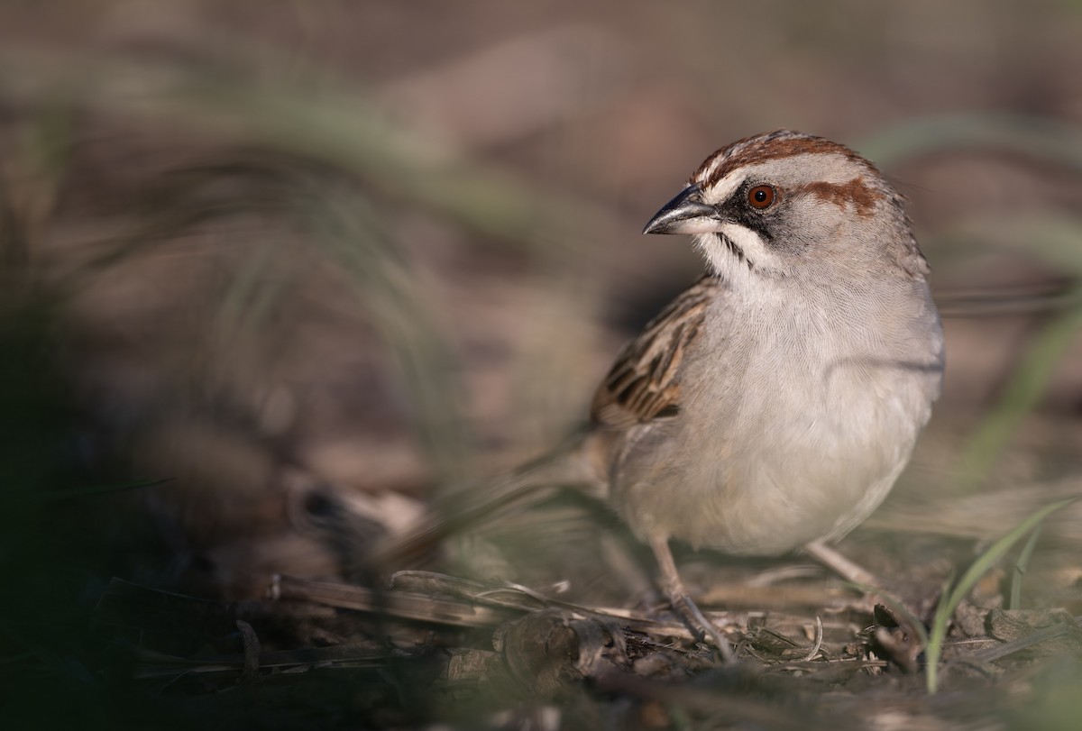 Yungas Sparrow - ML646870865