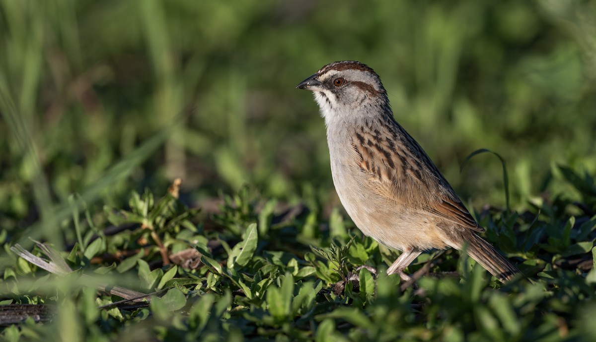 Yungas Sparrow - ML646870866