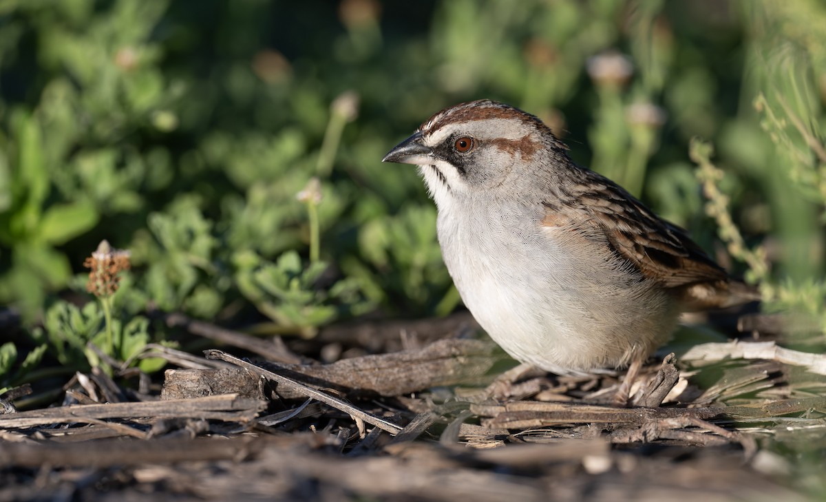 Yungas Sparrow - ML646870867