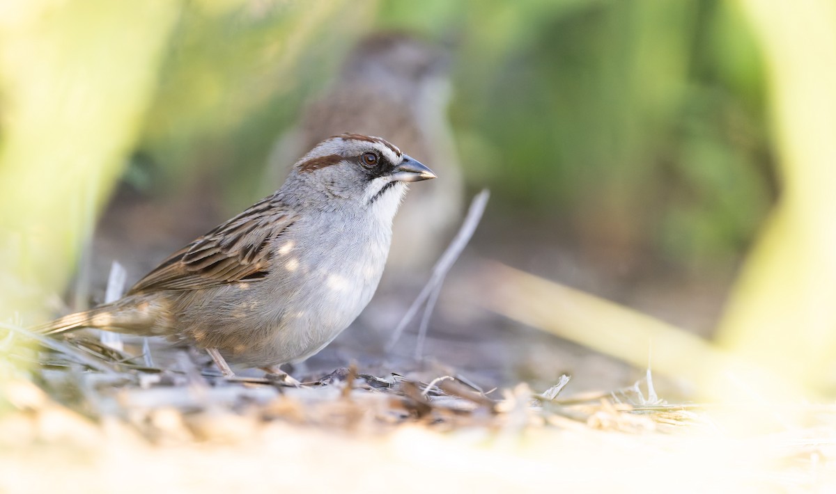 Yungas Sparrow - ML646870868