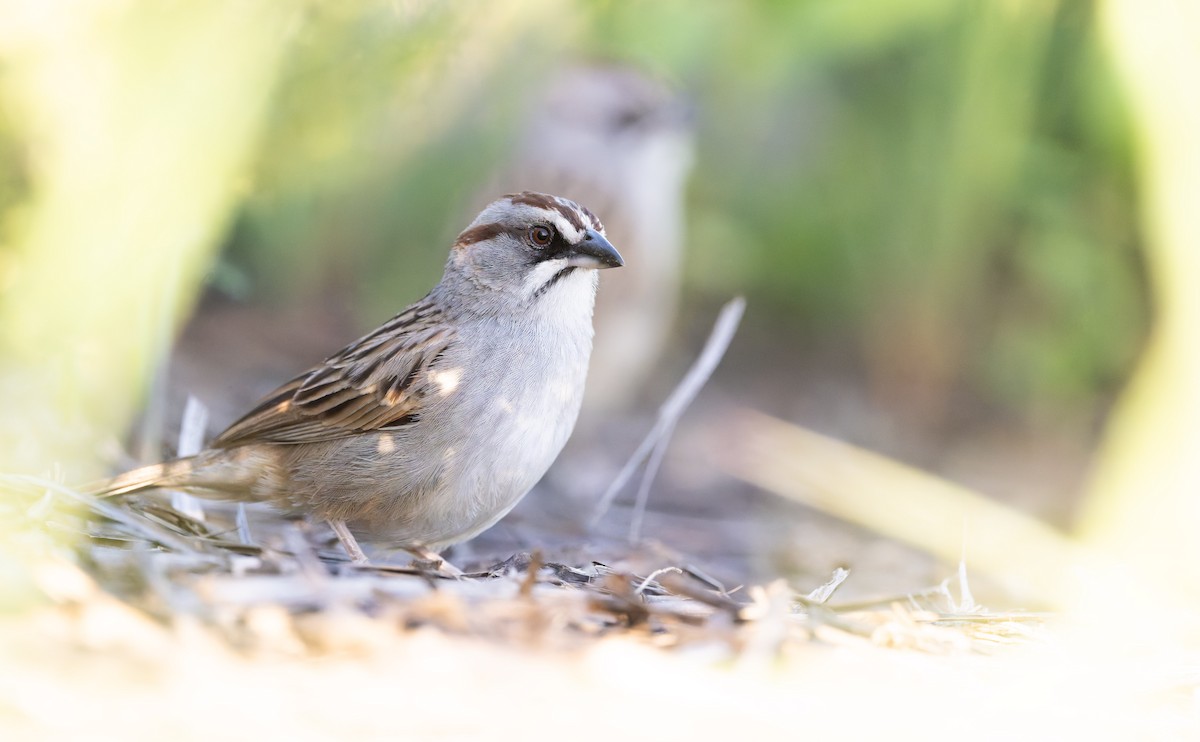 Yungas Sparrow - ML646870869