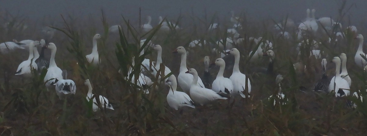 Ánsar Nival - ML646870870