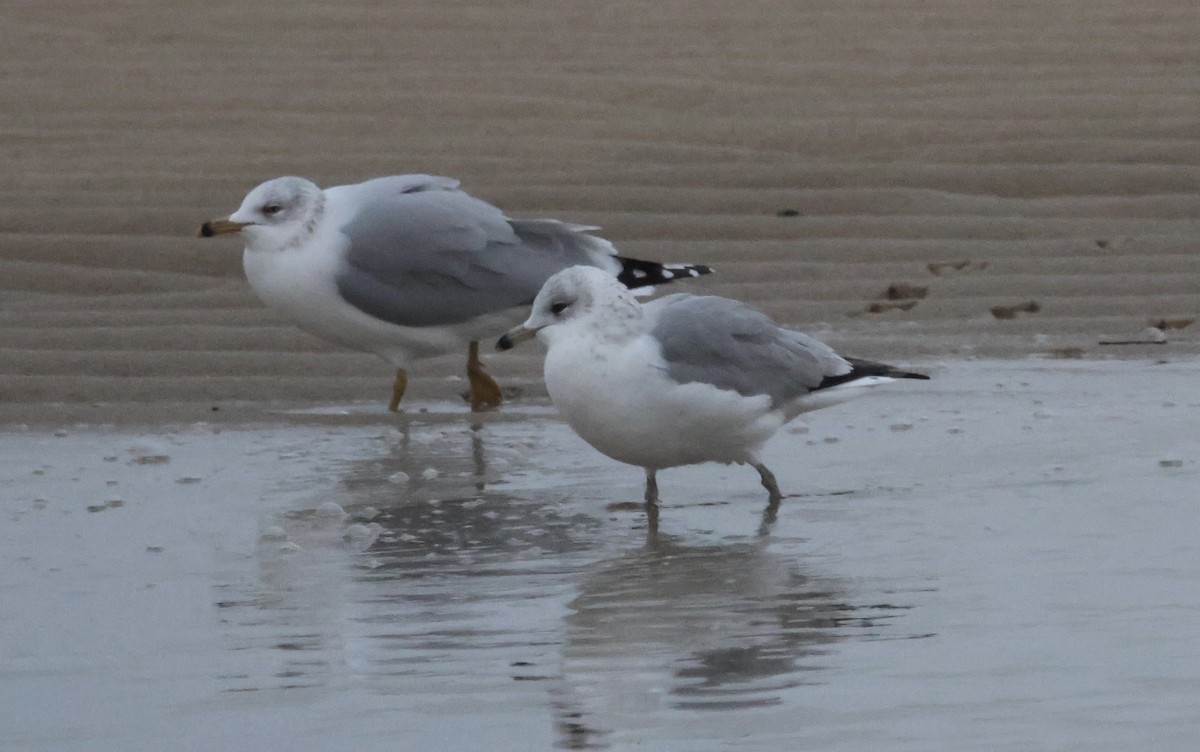 Мартин делаверський - ML646870871