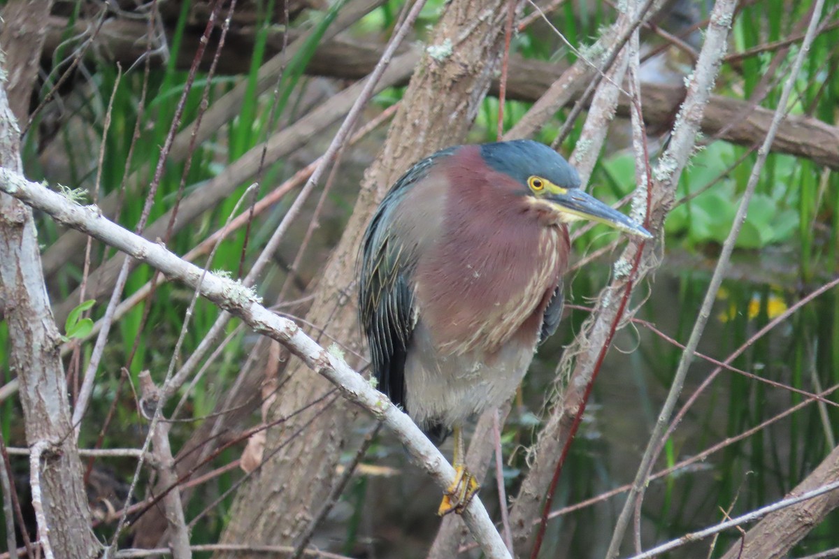 Yeşil Balıkçıl - ML646870872