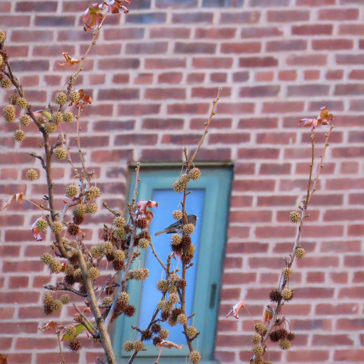 Song Sparrow - ML646870873