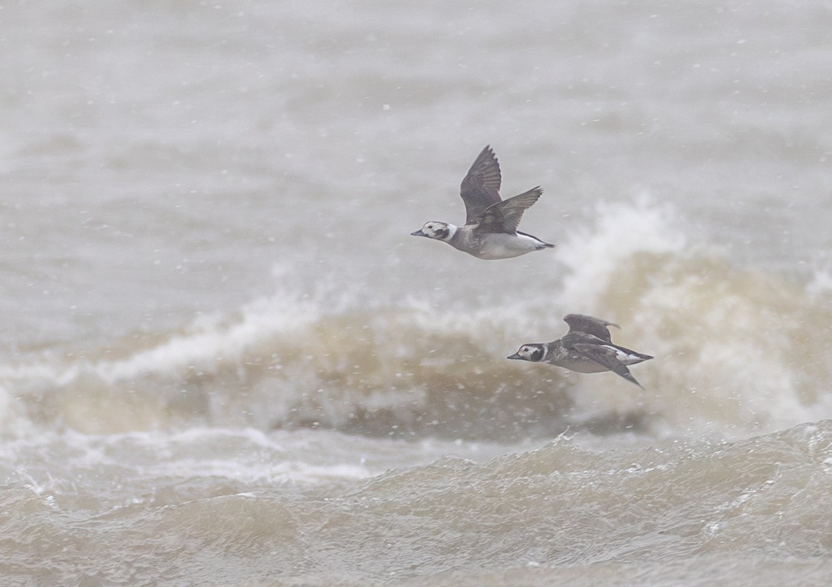 Eisente - ML646870874