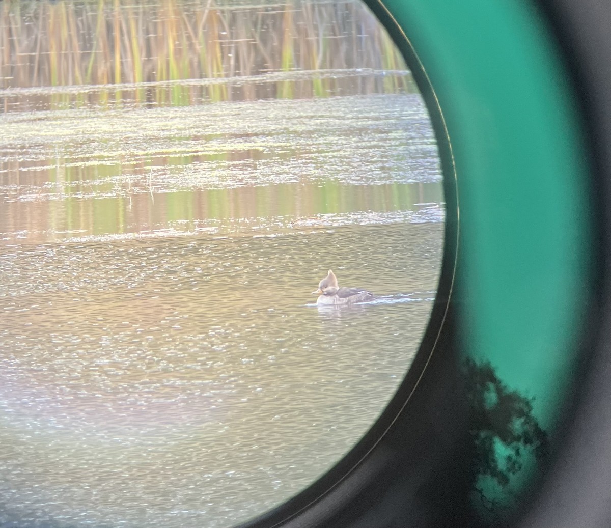 Крех жовтоокий - ML646870875