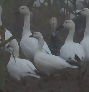 Ánsar de Ross - ML646870878