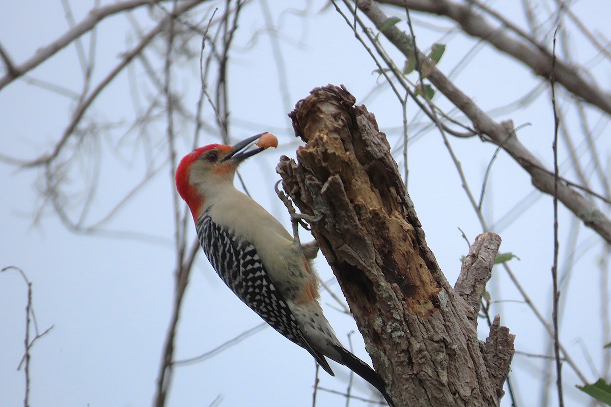 Carolinaspecht - ML646870879