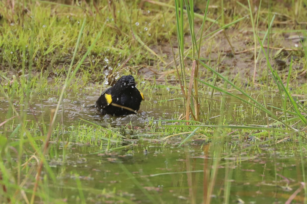 Yellow-winged Blackbird - ML646870880