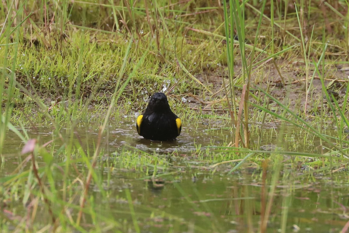 Yellow-winged Blackbird - ML646870881
