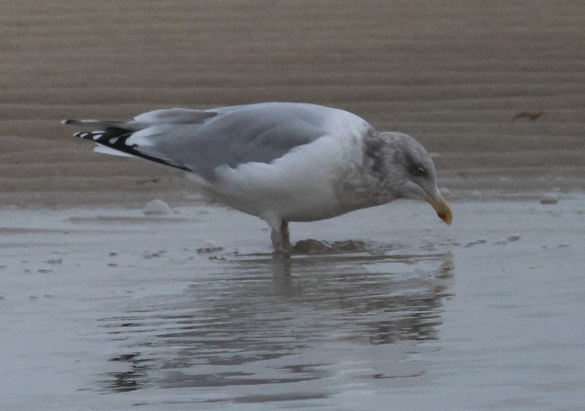 Мартин американський - ML646870882