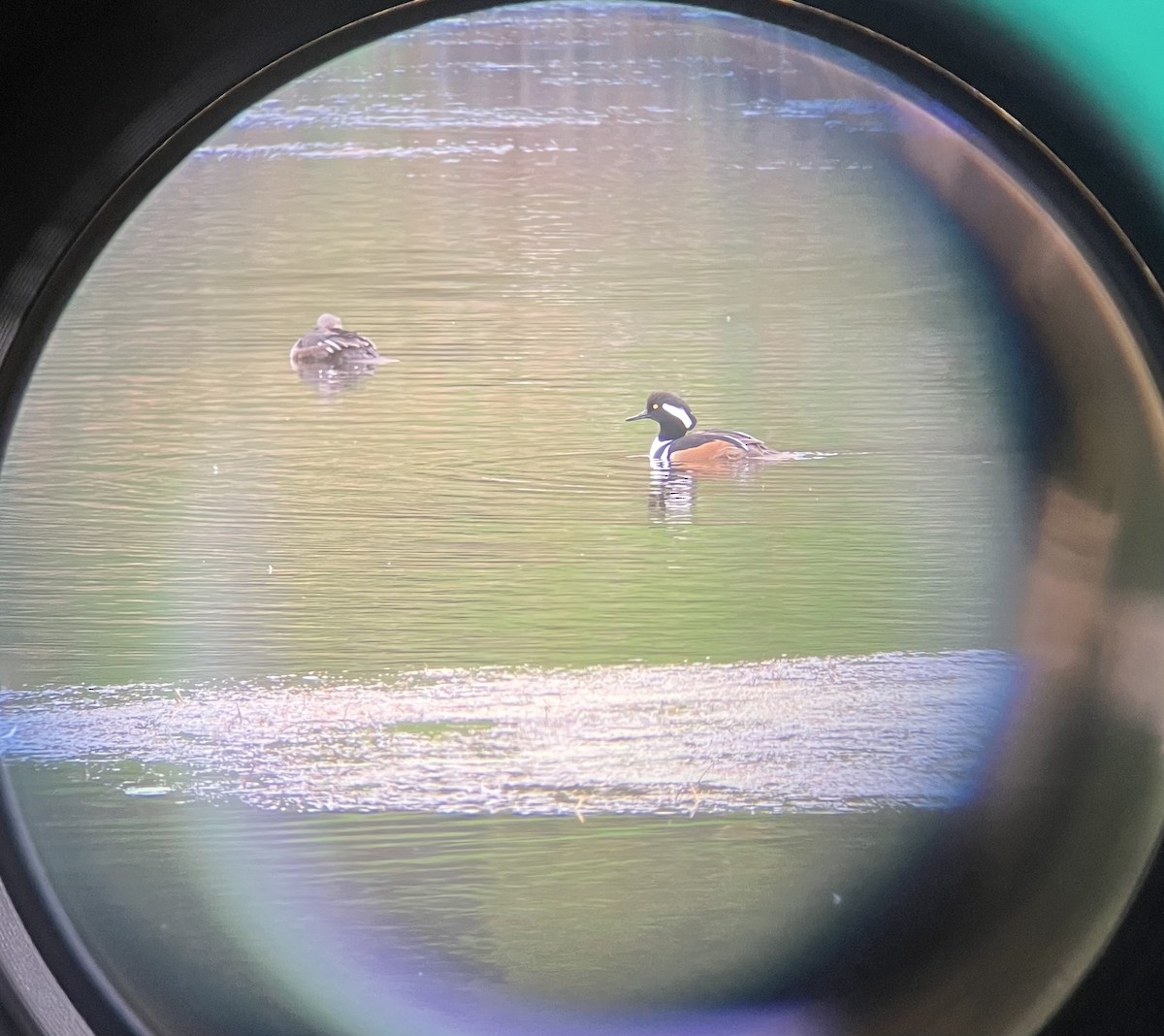 Крех жовтоокий - ML646870884