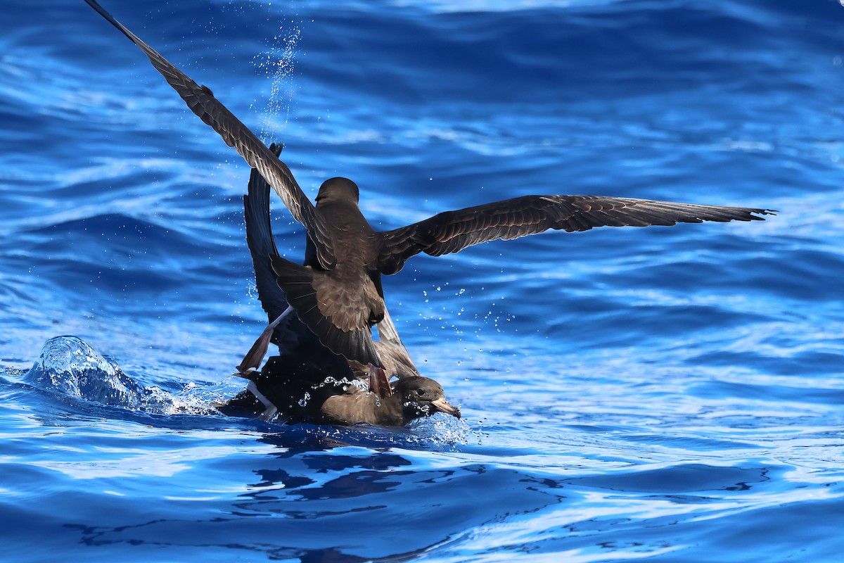 Blassfuß-Sturmtaucher - ML646870885