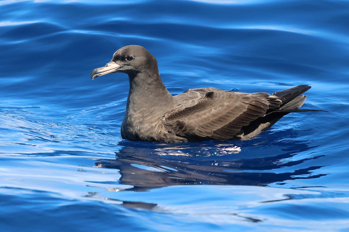 Blassfuß-Sturmtaucher - ML646870886