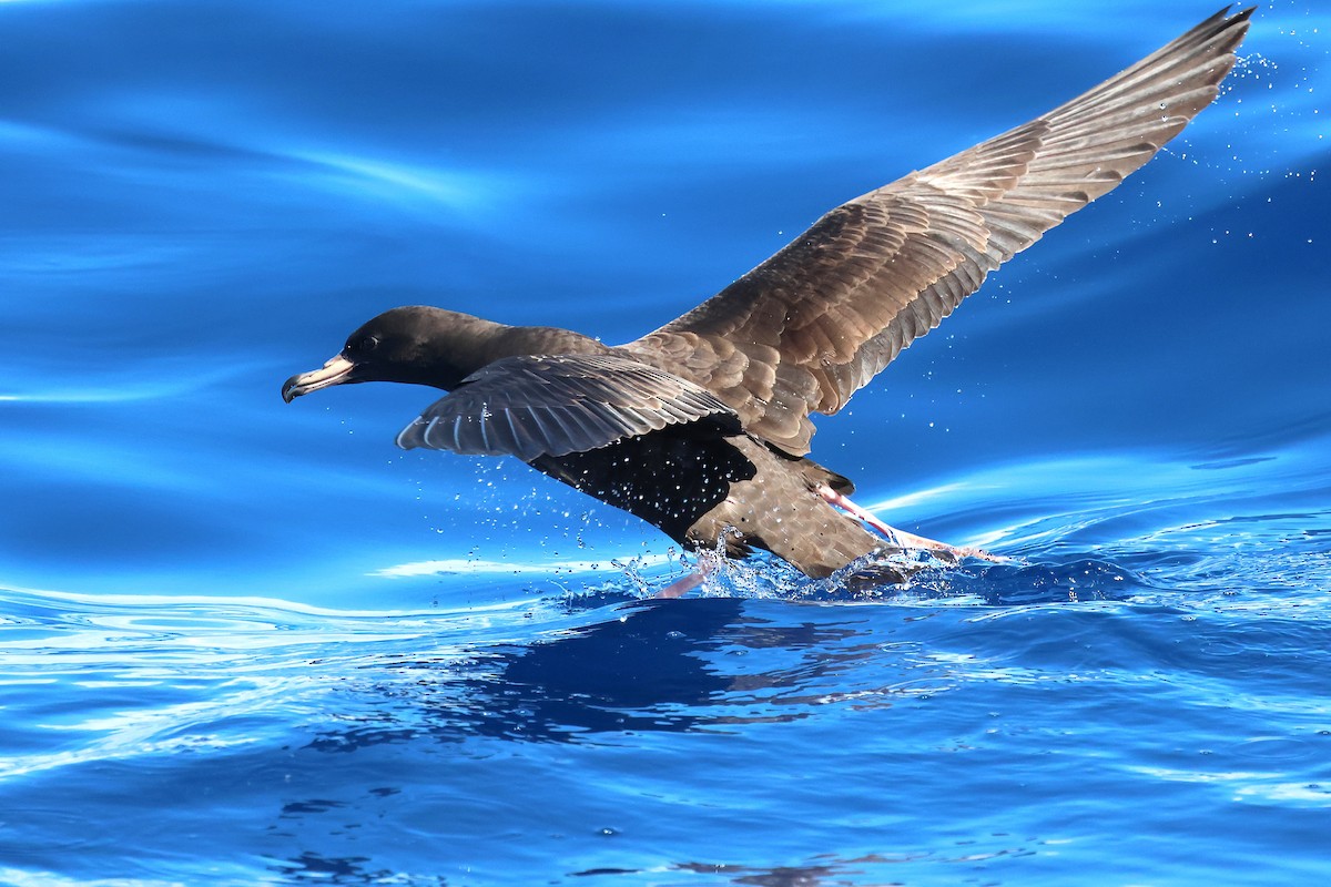 Blassfuß-Sturmtaucher - ML646870887