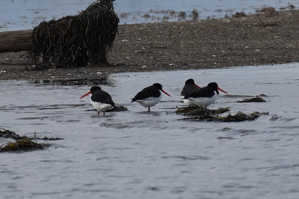 蠣鴴 - ML646870888