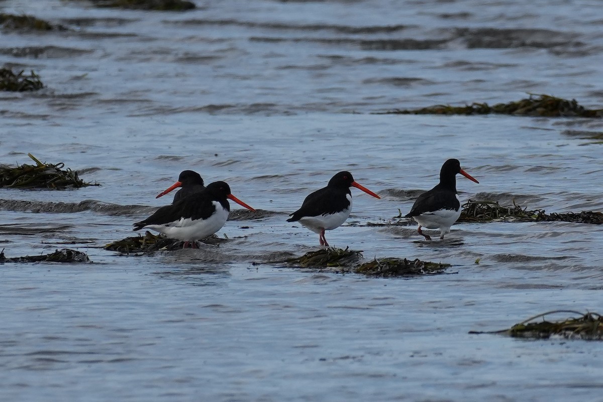 蠣鴴 - ML646870889