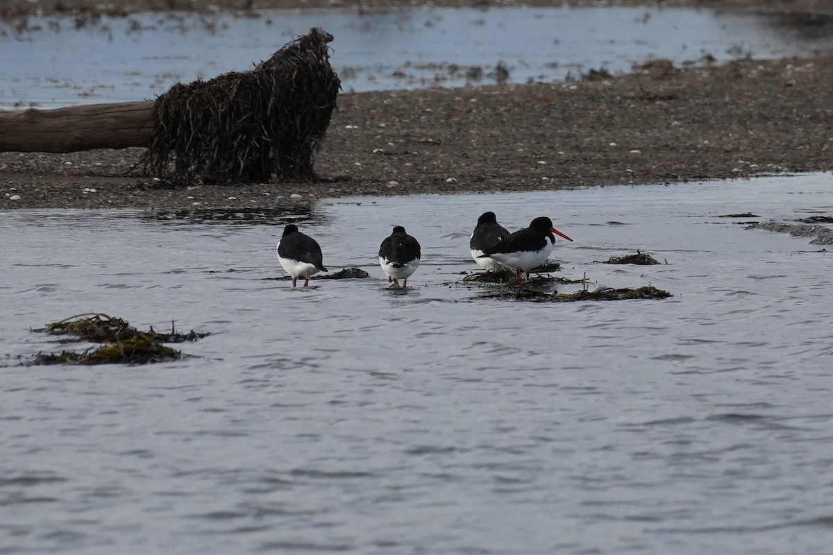 蠣鴴 - ML646870890