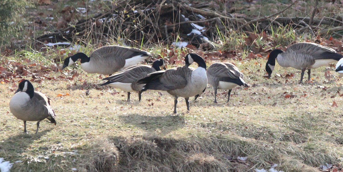 カナダガン - ML646870891