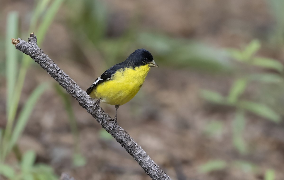 Lesser Goldfinch - ML646870892