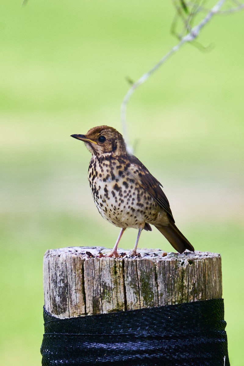 Birigarro arrunta - ML646870893