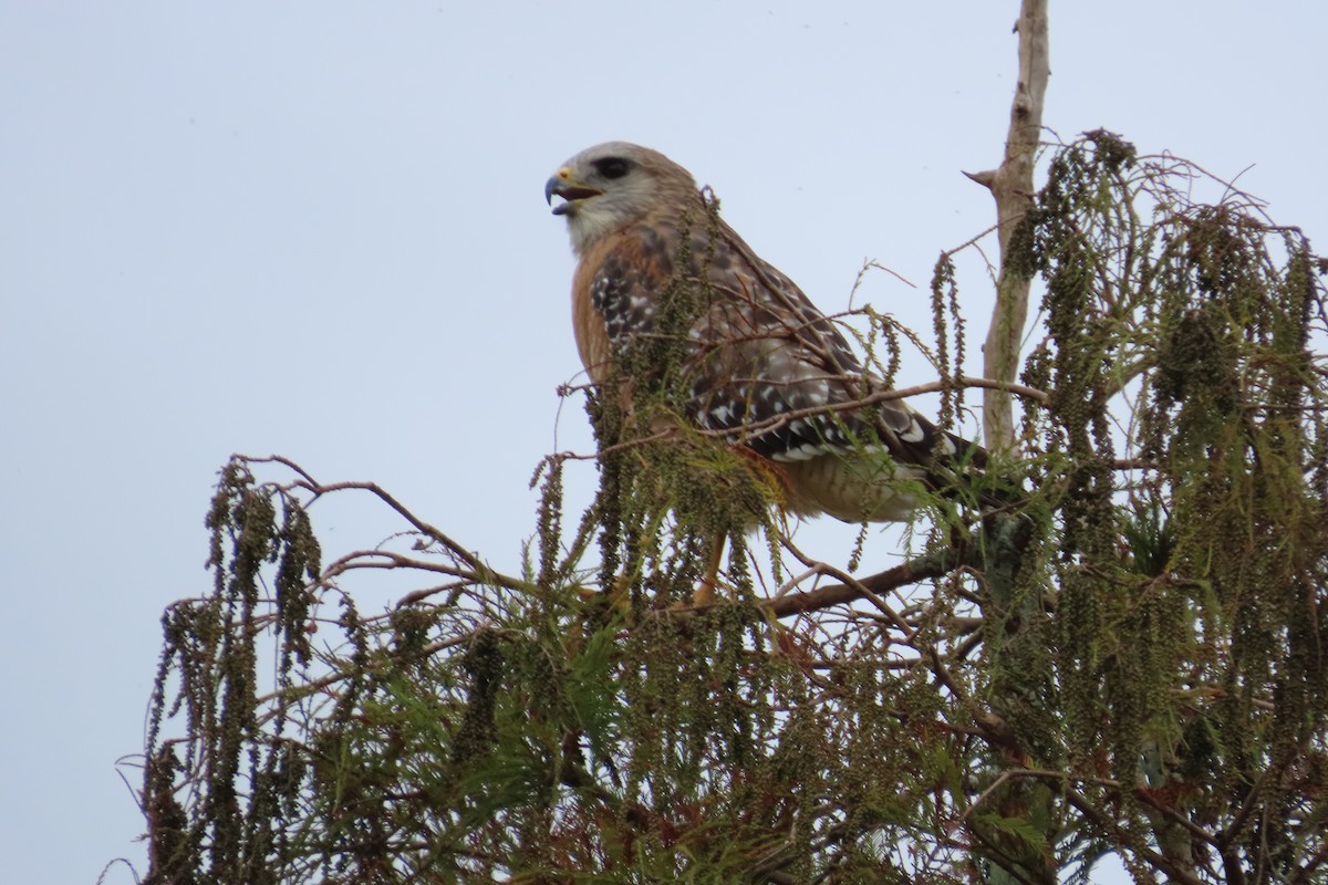 Rotschulterbussard - ML646870894