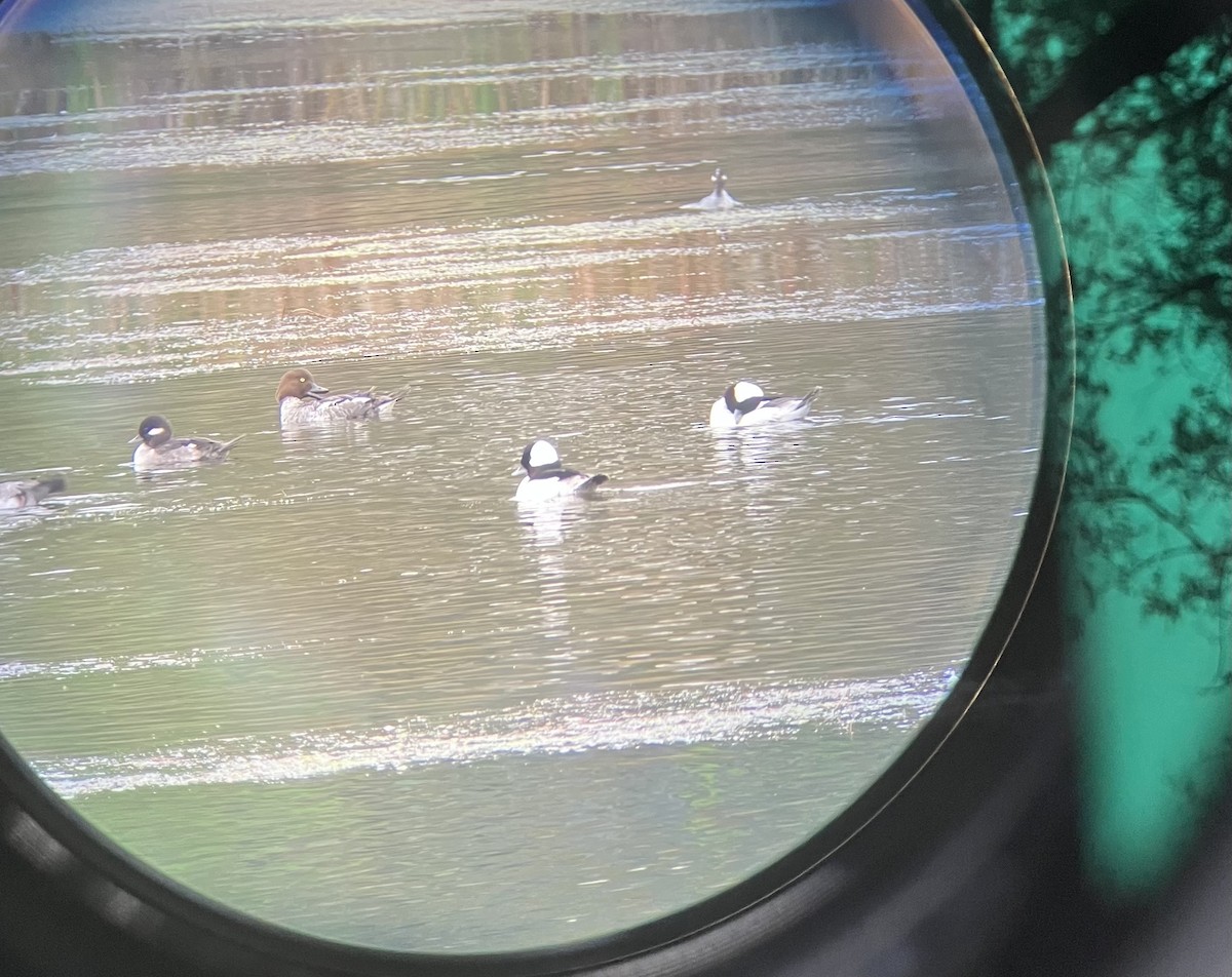 Quattrocchi - ML646870895