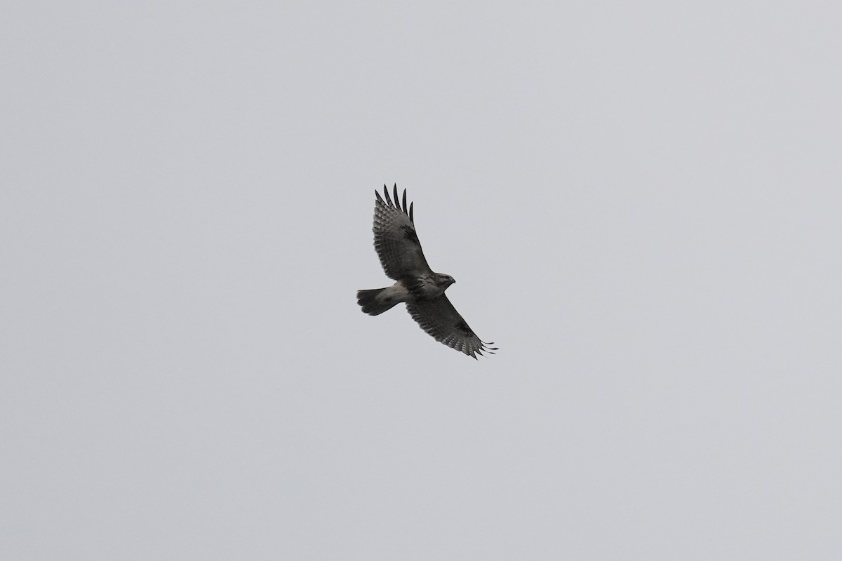 東方鵟 - ML646870896