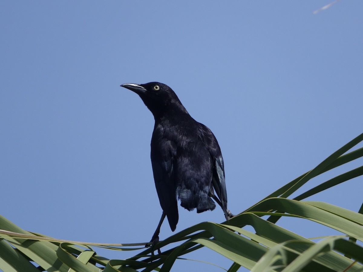 Carib Grackle - ML646870899