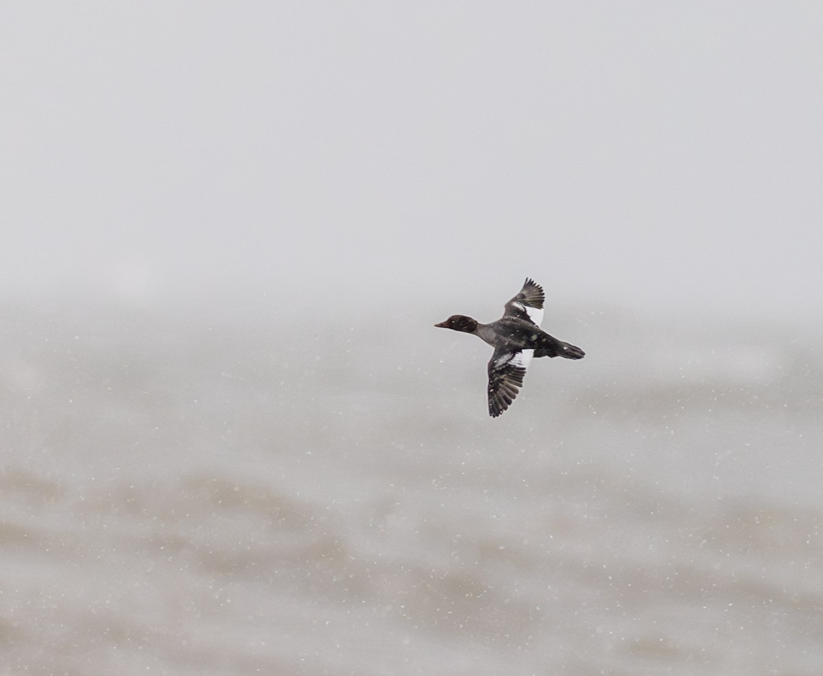 Quattrocchi - ML646870902