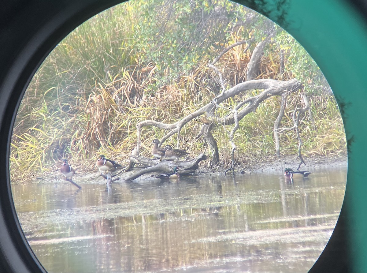 Каролінка - ML646870903