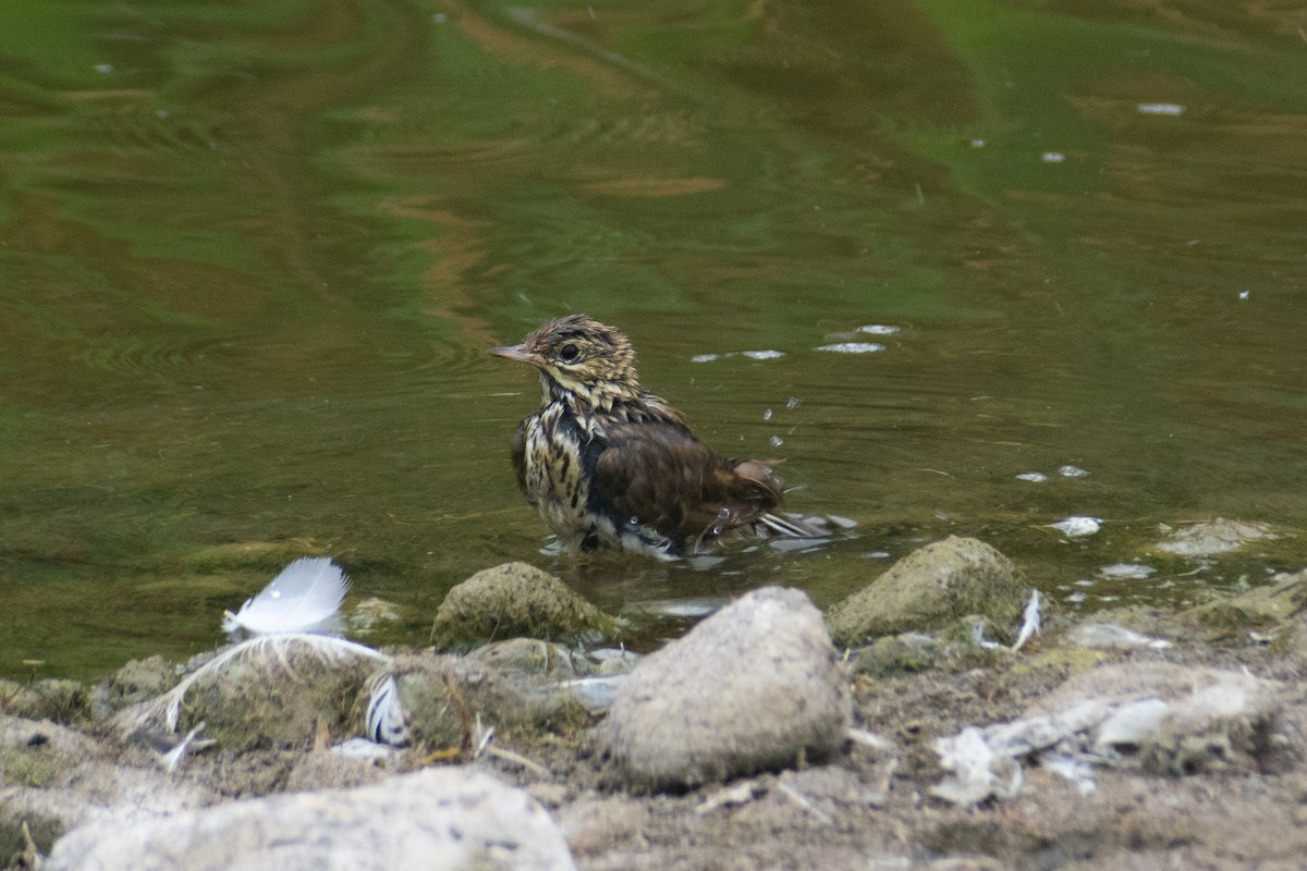 Correndera Pipit - ML646870908