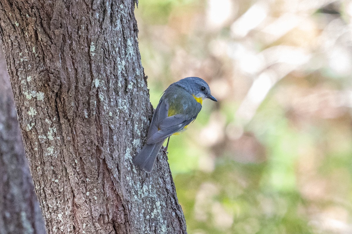 ヒガシキバラヒタキ - ML646870910