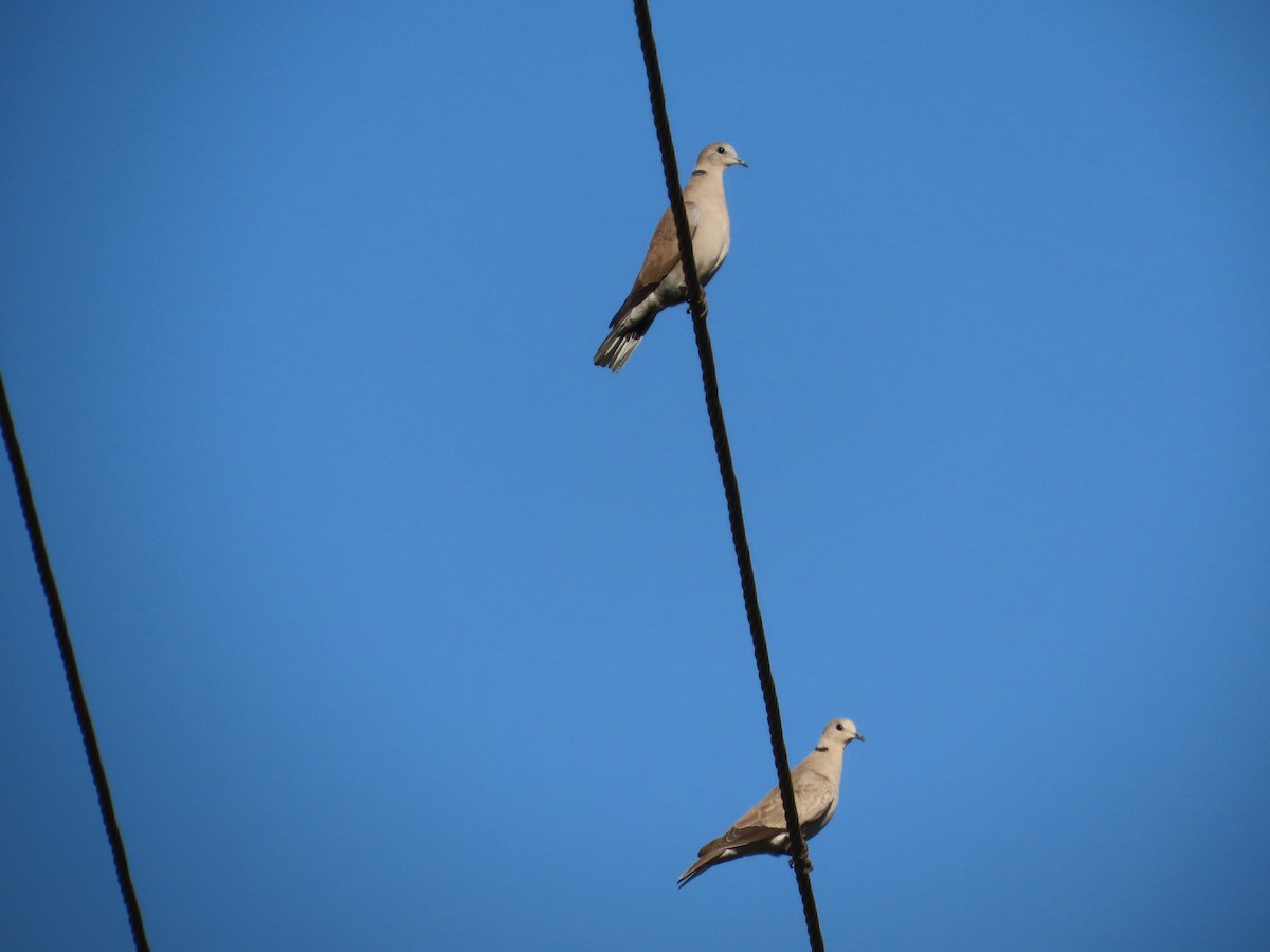 תור צווארון - ML646870911