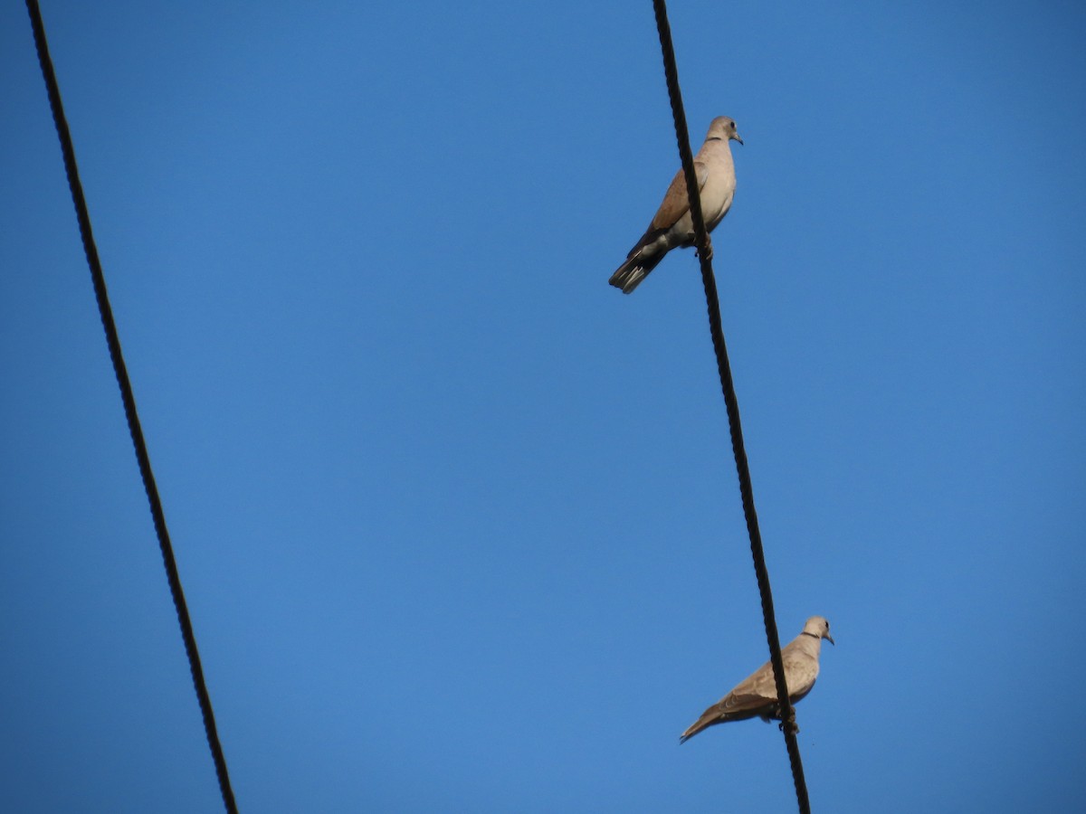 תור צווארון - ML646870912