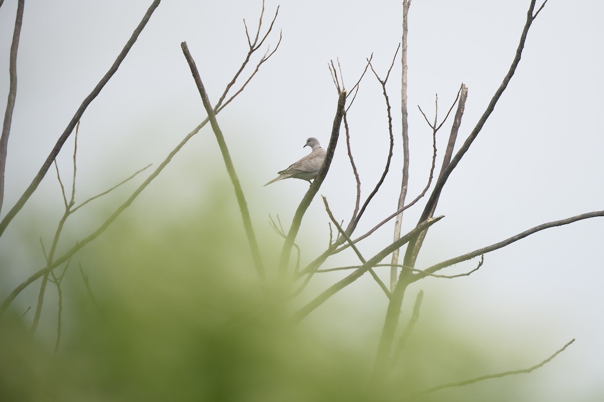 תור צווארון - ML646870913