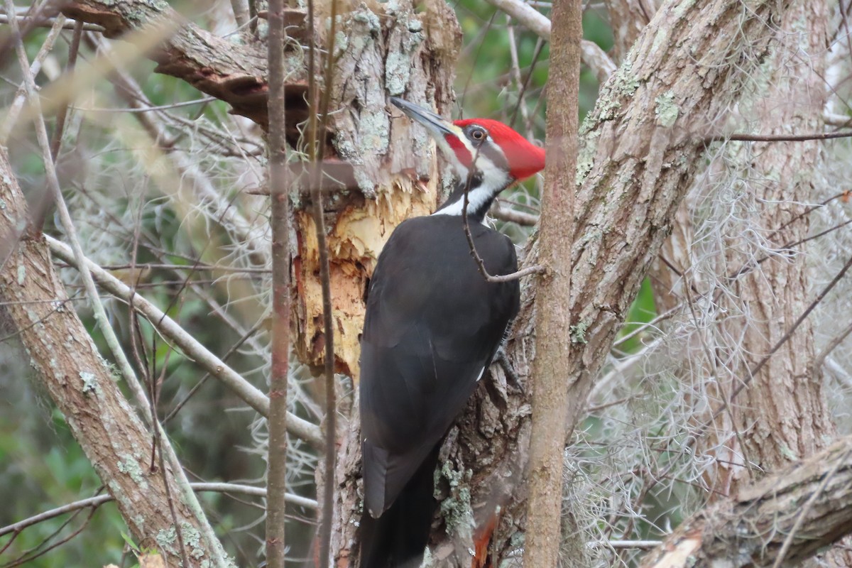datel chocholatý - ML646870935