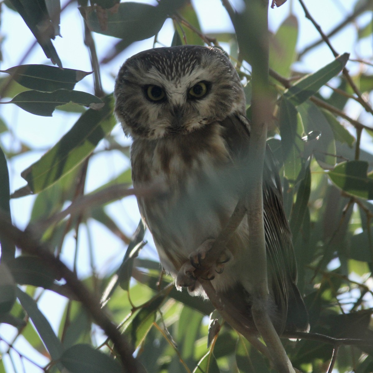 Northern Saw-whet Owl - ML646870936