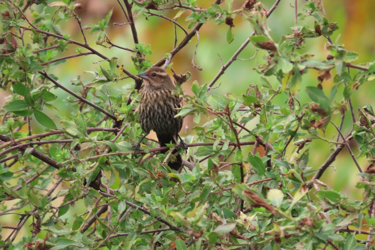 Red-winged Blackbird - ML646870942