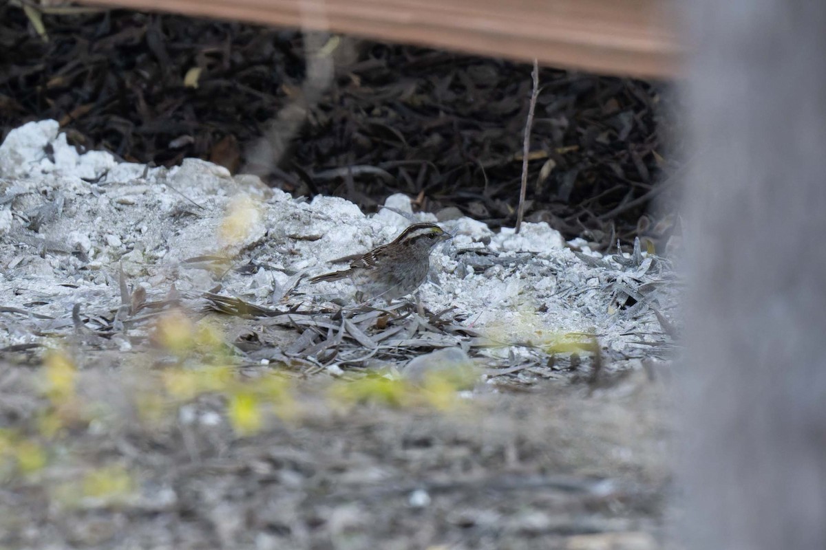 ノドジロシトド - ML646870943