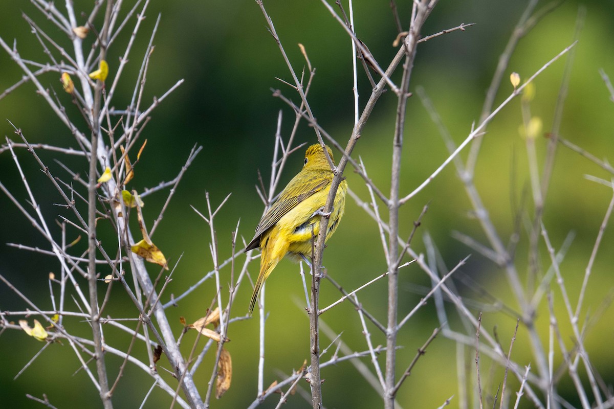 ナツフウキンチョウ - ML646870944