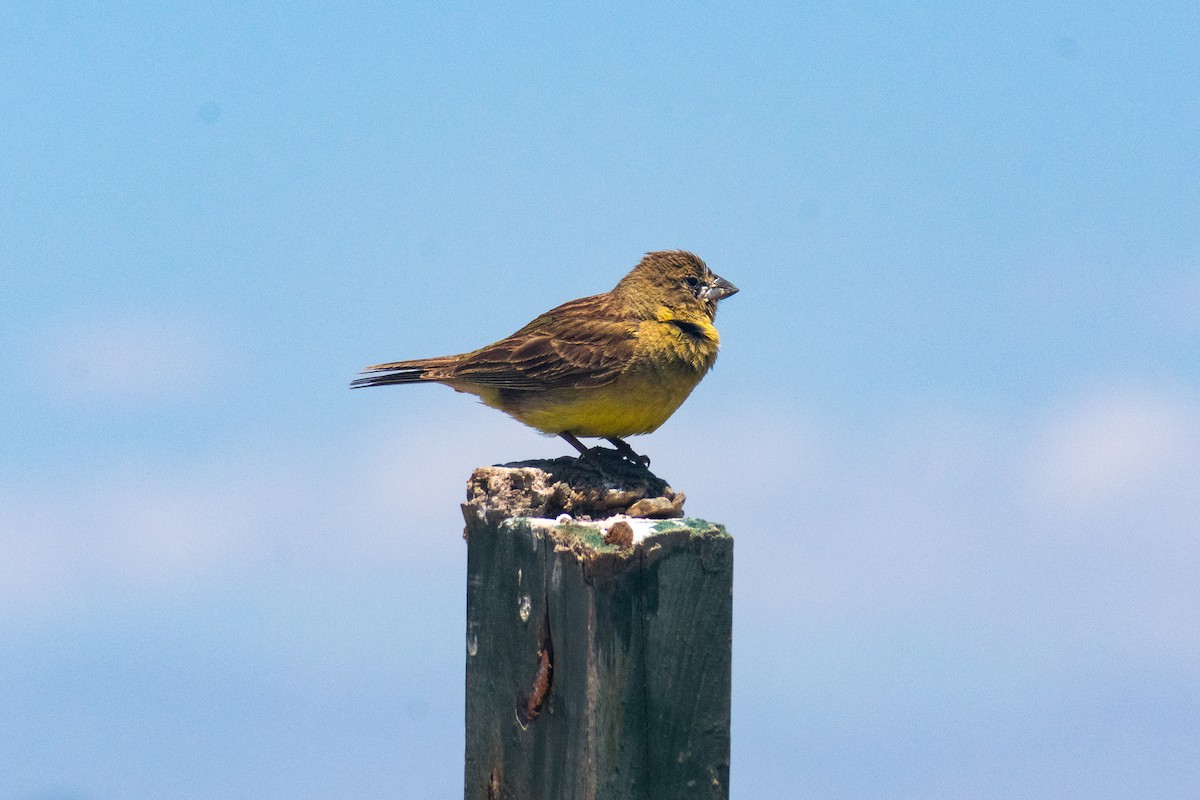 Короткоклювый зерноед - ML646870945