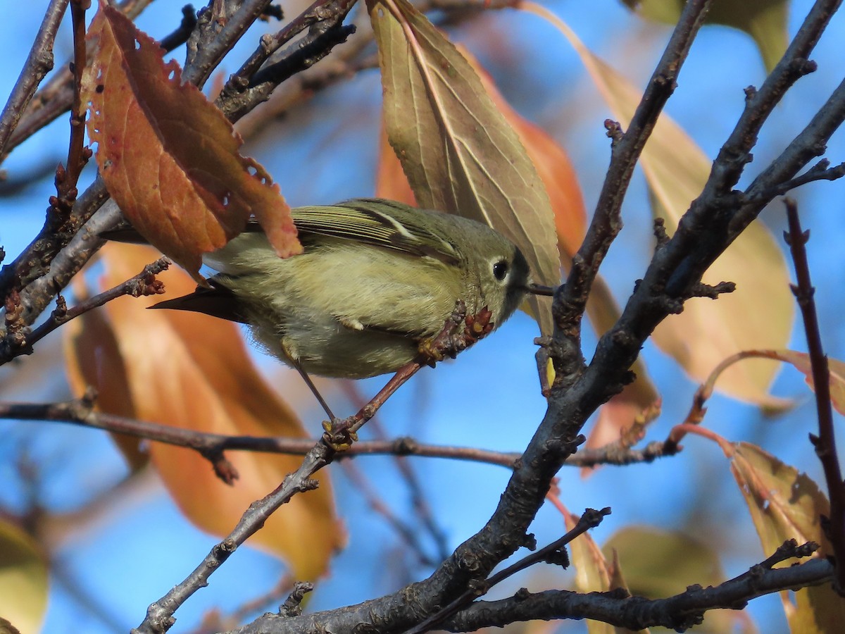 Ruby-crowned Kinglet - ML646870946